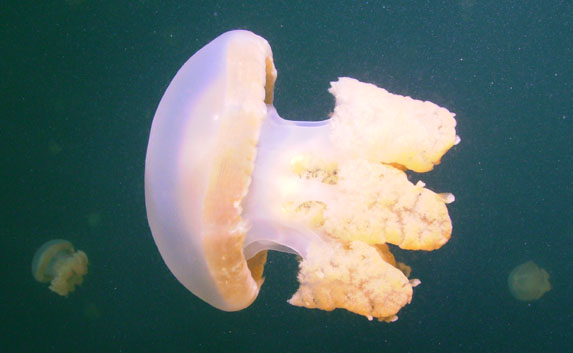 jelly