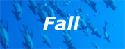 Fall Calendar