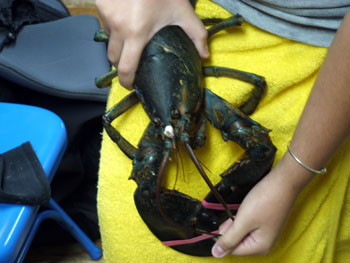 Lobster