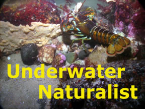 Underwater Naturalist