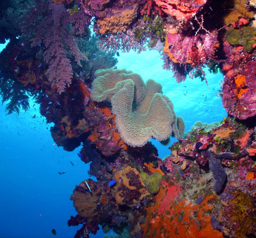 Truk marine Life